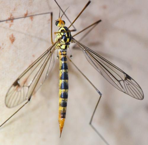 Nephrotoma flavipalpis